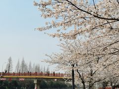 -高东镇樱花园