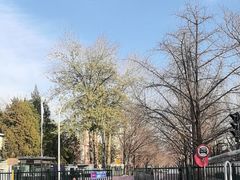 -三里屯东五街银杏大道