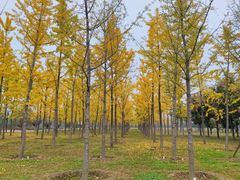 -汉长安城未央宫国家考古遗址公园