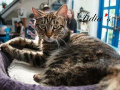 猫-Sirena海妖日咖夜酒