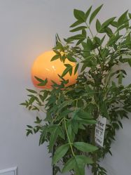 -变美丽半永久纹眉连锁·机器野生眉•洗眉
