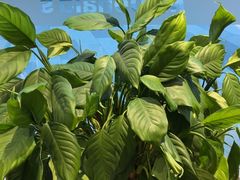 -麦当劳(北苑秋实路店)