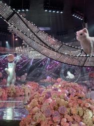 -迈瑞米求婚策划(静安店)