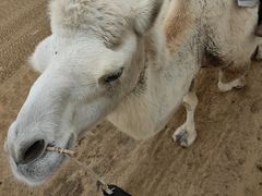 -银肯塔拉沙漠生态旅游景区