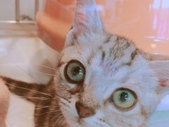 -1013 PET SHOP 宠物商店(近铁城市广场店)