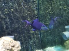 -北戴河圣蓝海洋公园