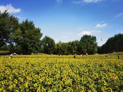 -长白岛森林公园