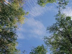 -金塔沙漠胡杨林景区