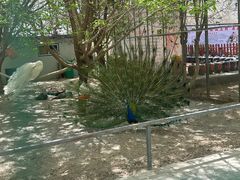 -哈密回王府景区