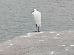 -龙舟池