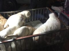 -中环花鸟鱼虫市场