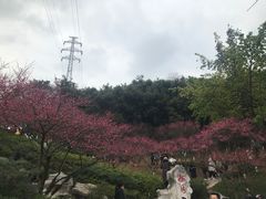 -重庆彩云湖湿地公园
