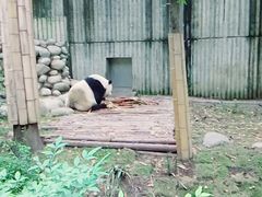 -成都大熊猫繁育研究基地-熊猫厨房