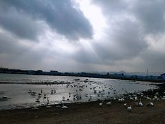 -烟墩角天鹅湖