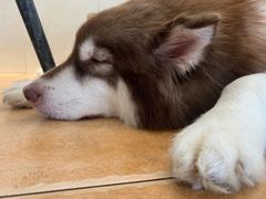 -Let's go狗咖·猫咖·奶狗·桌游(春熙路IFS店)