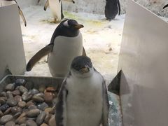 -大连圣亚海洋世界