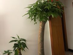 -龙大花卉苗木市场