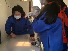 -伟伟宠物医院·CT影像中心·瑞派犬猫综合性门诊(汉口总院)