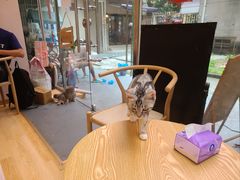 -猫咪派对(江南西店)