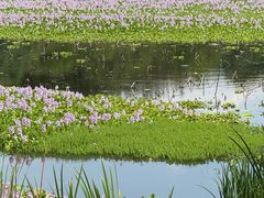 -白鹭湾湿地公园