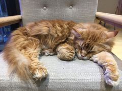 -藏猫猫咖啡主题馆(中央大道店)