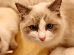 -猫咪派对(江南西店)