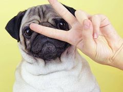 -志龙皇冠吃货椰子铺