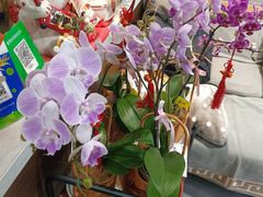 -何兮花店·气球派对鲜花店(马桥银春路万科城店)