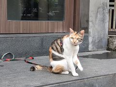 -Again Coffee Roaster(香蜜湖店)