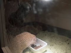 -more than meow吴止猫主题餐厅(承德 中船汇店)