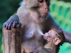 -西双版纳原始森林公园