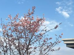-金鸡山公园