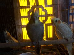 -伊隆斋(什刹海店)