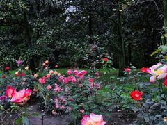 -上海共青森林公园