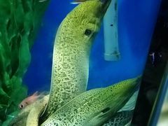 -锦艺城海洋馆