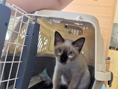-芭比堂动物医院·犬猫全科·异宠专科(雁塔分院)