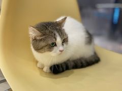 -怪兽屋·羊驼·猫咖·狗咖(俊华广场店)