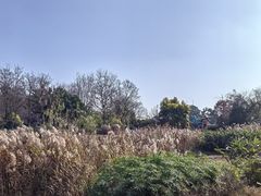 -两河城市森林公园