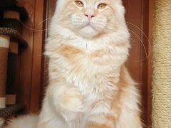 -70cat德文卷毛猫·缅因猫纯种猫舍