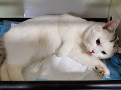 -西安京西宠物医院·瘫痪·疑难杂症