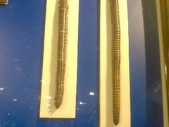 android_upload_pic-上海昆虫博物馆