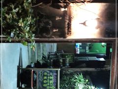 -猫色咖啡·猫咖