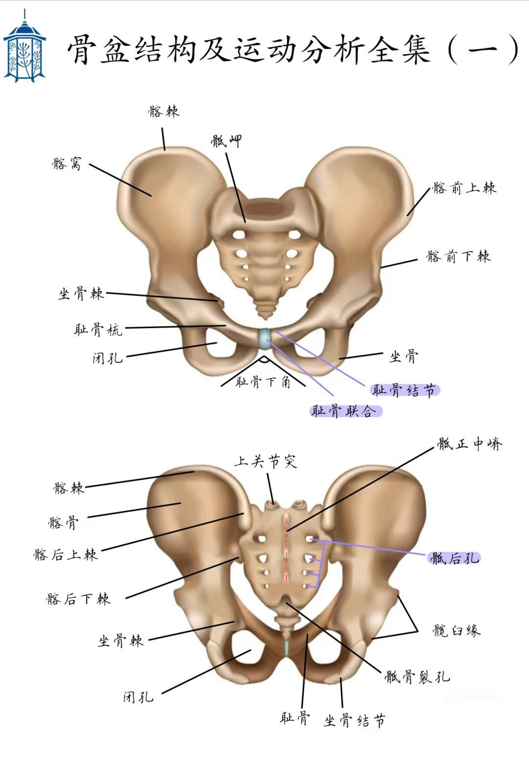 骨盆是人体非常重要的一个区域