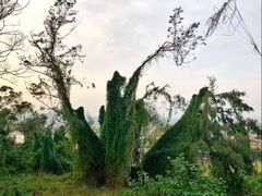 -漳州滨海火山岛自然生态风景区