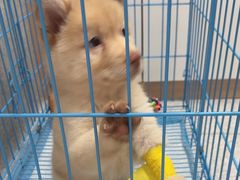 -谐和贝康宠物医院24小时·宠保定点(急重症转诊中心)
