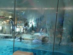 -帝企鹅自助餐厅•儿童岛•真企鹅(长隆企鹅酒店)