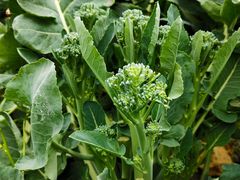 -武汉紫薇都市田园