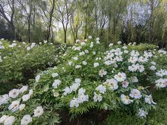 -洛阳市隋唐城遗址植物园