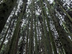 -武陵山森林公园