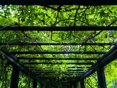 -上海共青森林公园